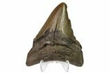 Fossil Megalodon Tooth - Georgia #159738-1